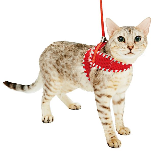 にゃーお 20%OFF！スーパーSALE】CAT COLLAR キャットカラー ラブキャット