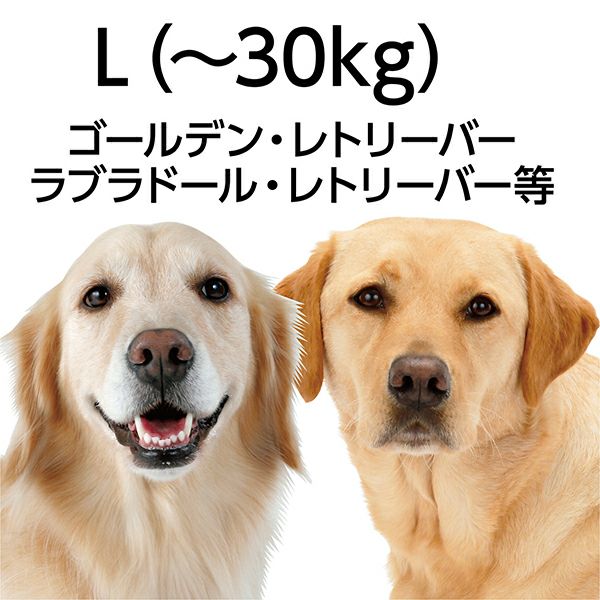 ポテチーノ　ベルのベストセット売り Made in Japan】サフィアーノ レザーベルト 25mm （ベルト