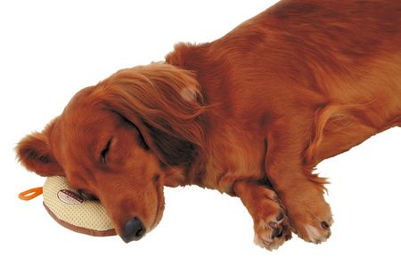 zuttone ずっとね 老犬介護用 床ずれ予防クッション ドーナツ型