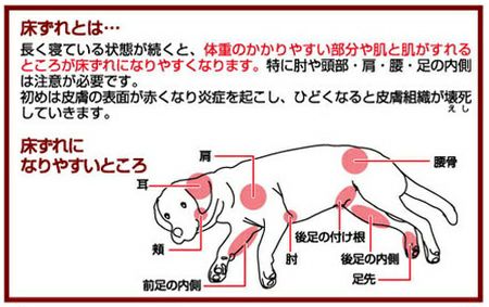 Amazon.co.jp: ペティオ (Petio) ずっとね 床ずれ予防クッション