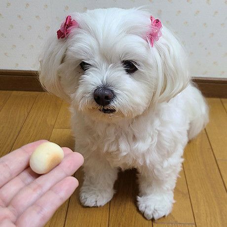 体にうれしい ボーロちゃん 大粒 100g | ペティオ オンライン ショップ 
