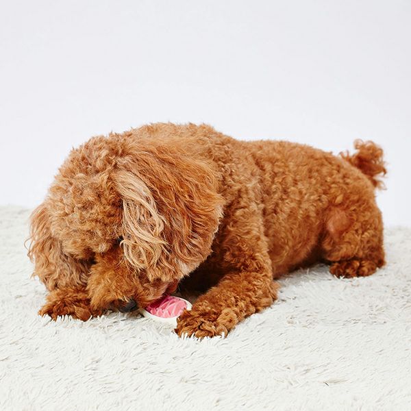 犬用おもちゃ かんでるボーンデンタル Mハード 完熟いちごフレーバー