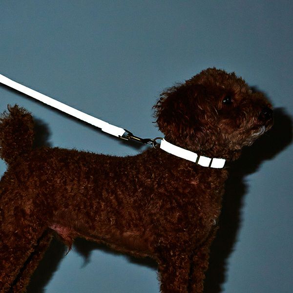 犬用首輪 フラッシュソフトカラー S ブラック | ペティオ