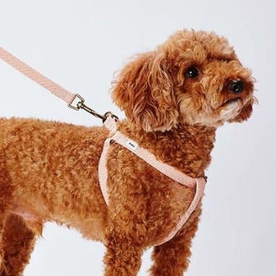 犬用胴輪 フラッシュソフトハーネス S ピンク