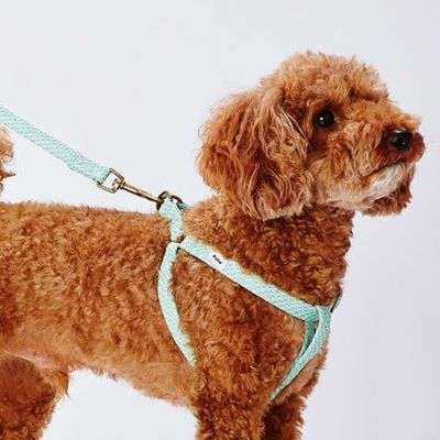 犬用胴輪 フラッシュソフトハーネス S ブルー