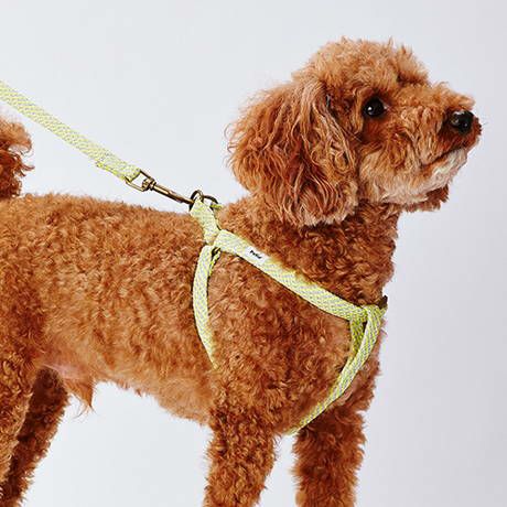 10%OFF！スーパーSALE】犬用胴輪 フラッシュソフトハーネス S イエロー