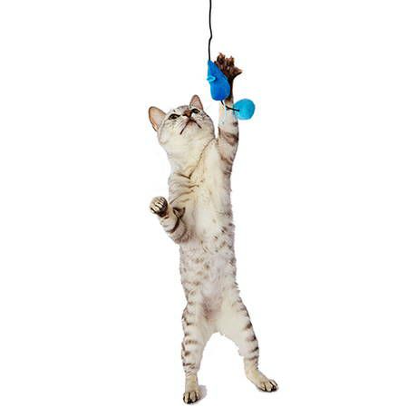 Amazon | JEMAジェマ ペットベッド 猫ベッド 犬 クッション
