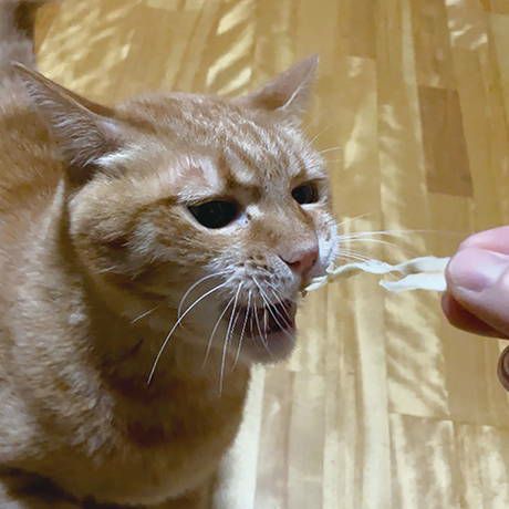 Amazon.co.jp: 招き猫 4号 白黒ペア猫 常滑焼 : ホーム＆キッチン