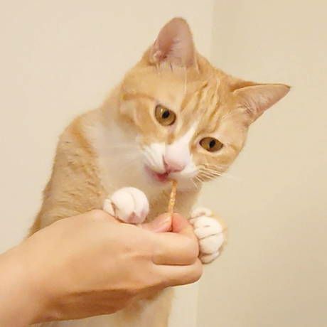 Plact プラクト ねこちゃんの 歯みがきデンタルササミ細切り