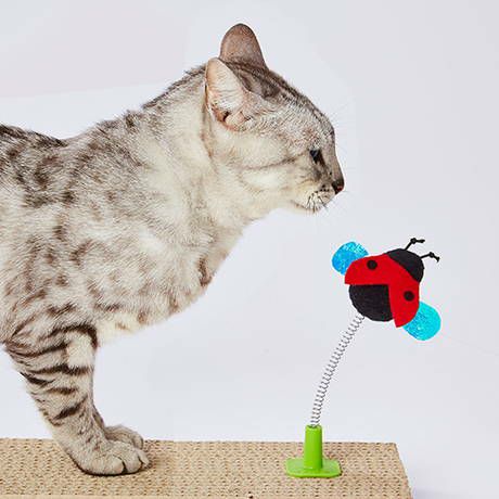 猫用おもちゃ つめみがきdeじゃらし ゆらゆらテントウムシ | ペティオ 