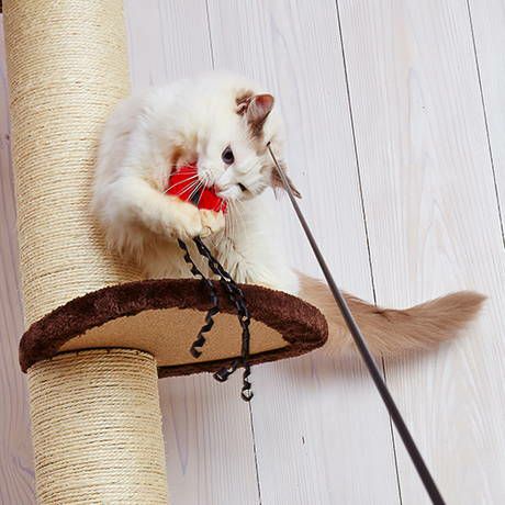 40%OFF！タイムセール】猫用おもちゃ 釣り好きにゃんぺい 専用