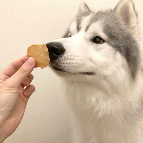 素材そのまま 完全無添加 ササミ パリッと 極薄チップス 50g