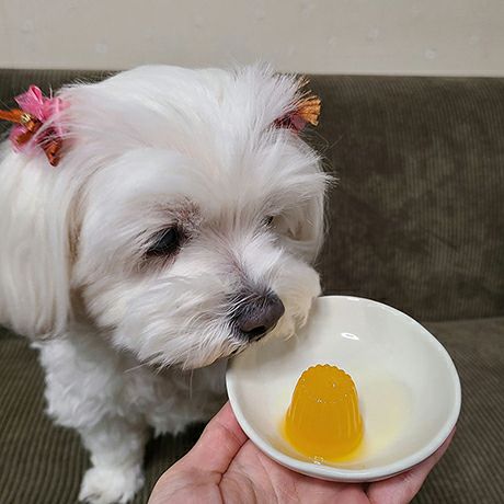 10%OFF！ひんやり特集】アクアサプリ 乳酸菌 さつまいもinゼリー