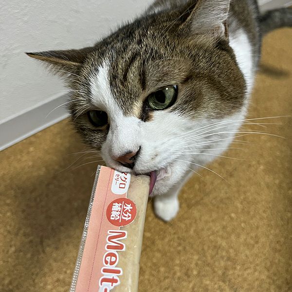 12%OFF】猫用おやつ メルトジュレ 3種アソート マグロ カツオ ササミ