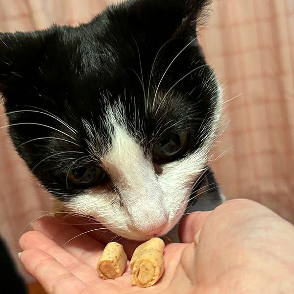 猫ガニみー キャットSNACK とろカマ ビッツ かに味 10g×3袋入 | ペティオ
