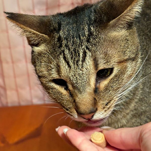 猫ガニみー Amazon | フジサワ 猫用おやつ カニ入りかまメガパック 400