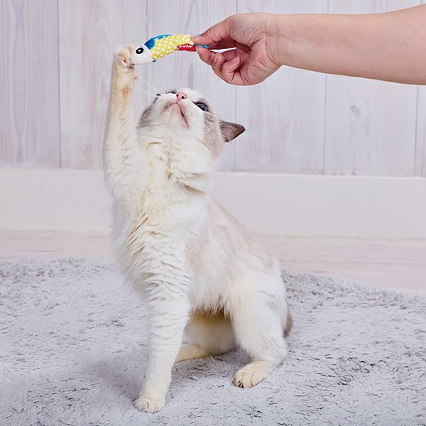 20%OFF！スーパーSALE】猫用おもちゃ キラキラデンタル
