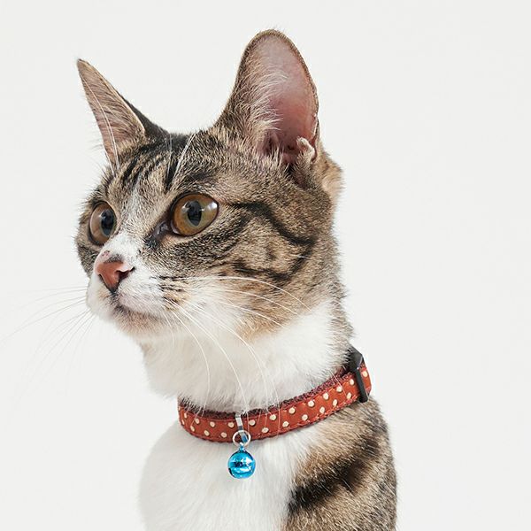 【パリティ】もこもこbyカラーネコ耳BZ【土日限定500円割引中】 シャルマン キャットカラーシュシュ ストライプ ブルー